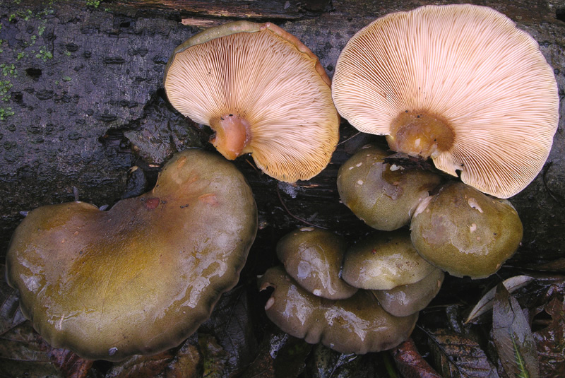 Sarcomyxa serotina. Scheda fotografica